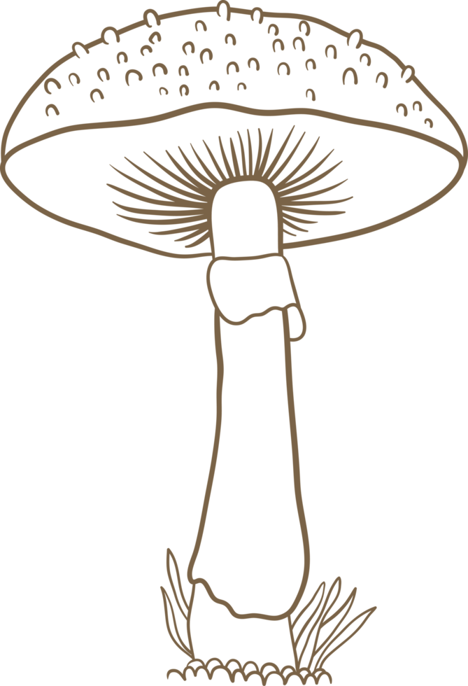 Mushroom drawing clipart png
