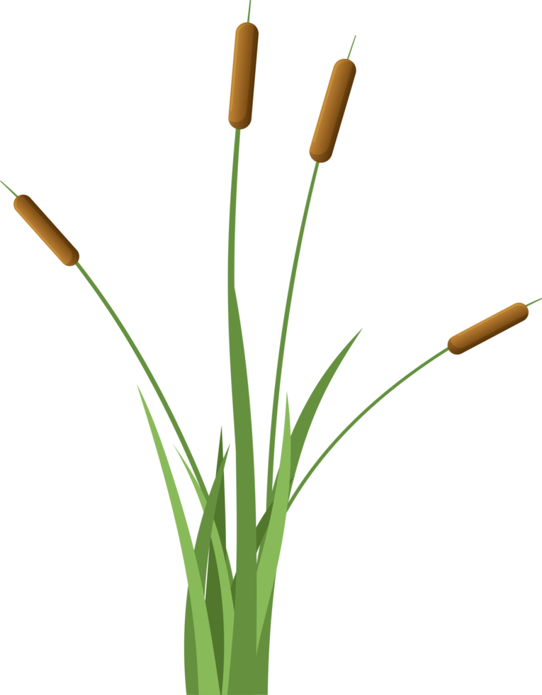 Grass with cattail clipart png