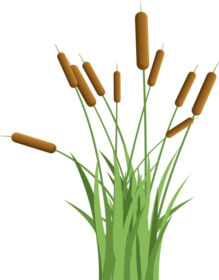 Grass with cattail clipart png