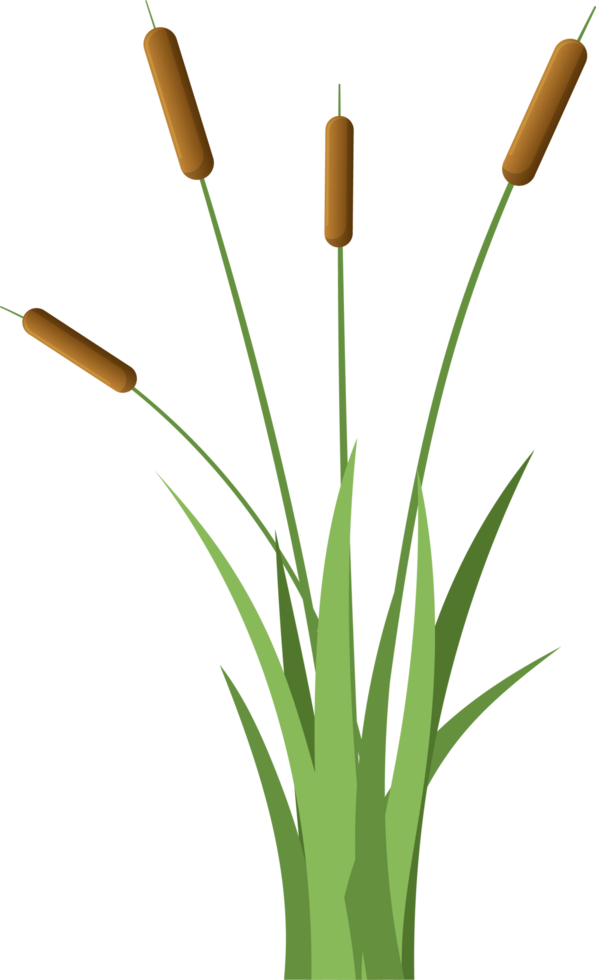 Grass with cattail clipart png