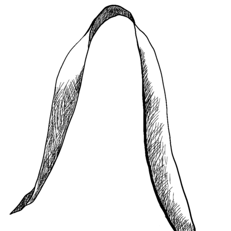 ears of rice line drawing png