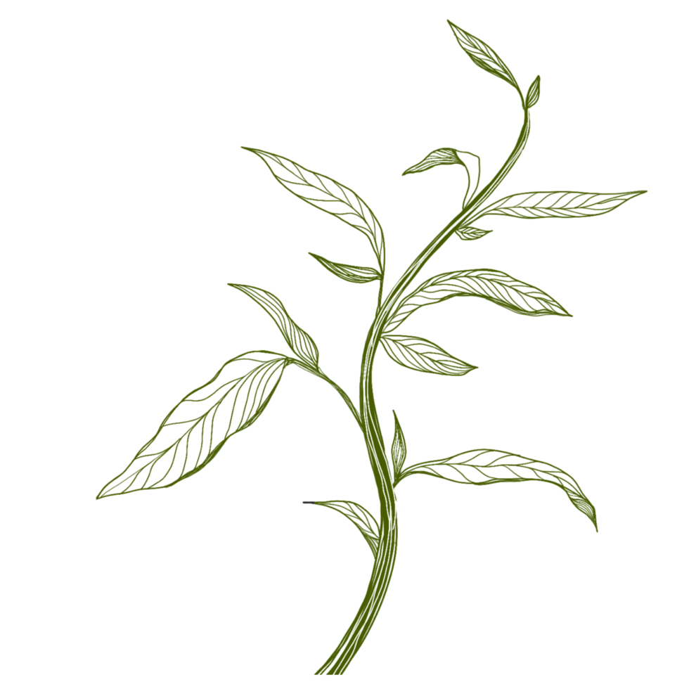 leaves plants line art png