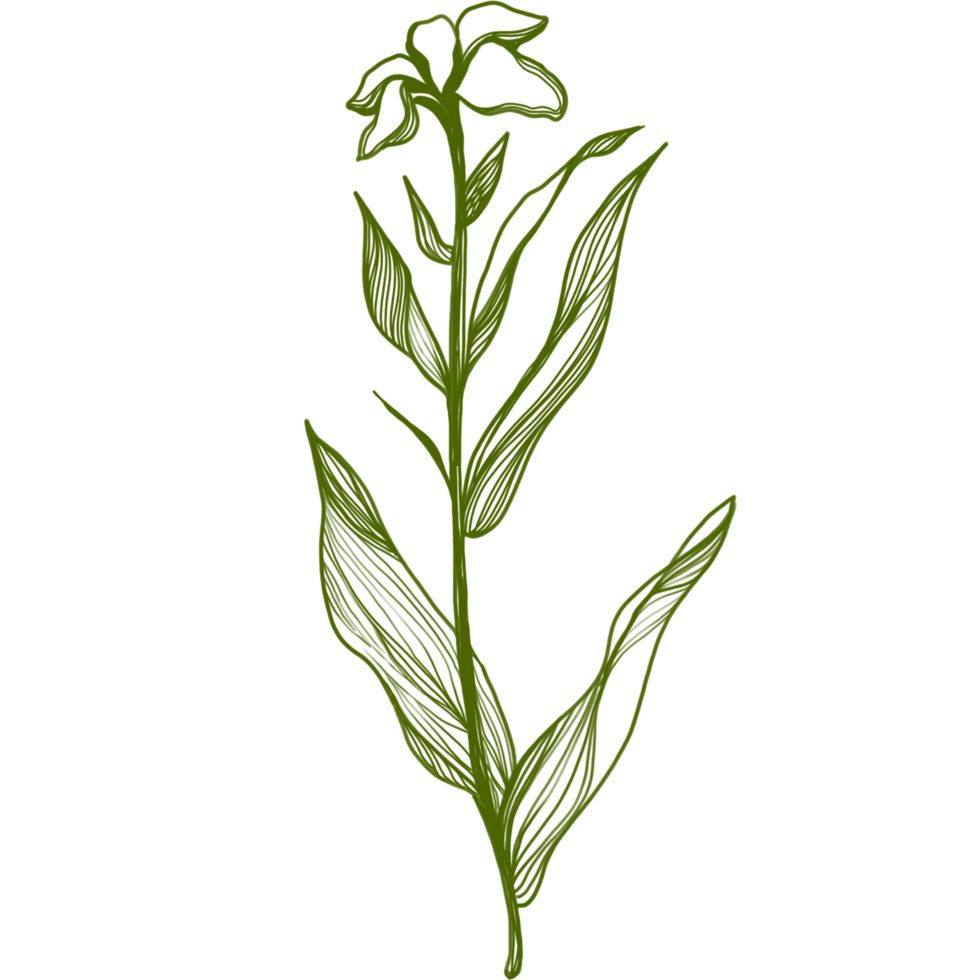 leaves plants line art png