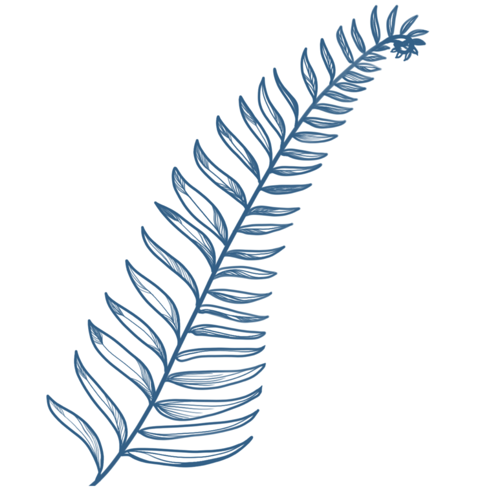 leaves plants line art png