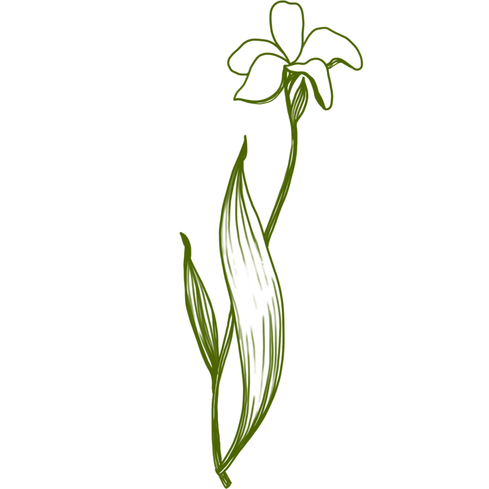 bladeren planten lijn kunst png