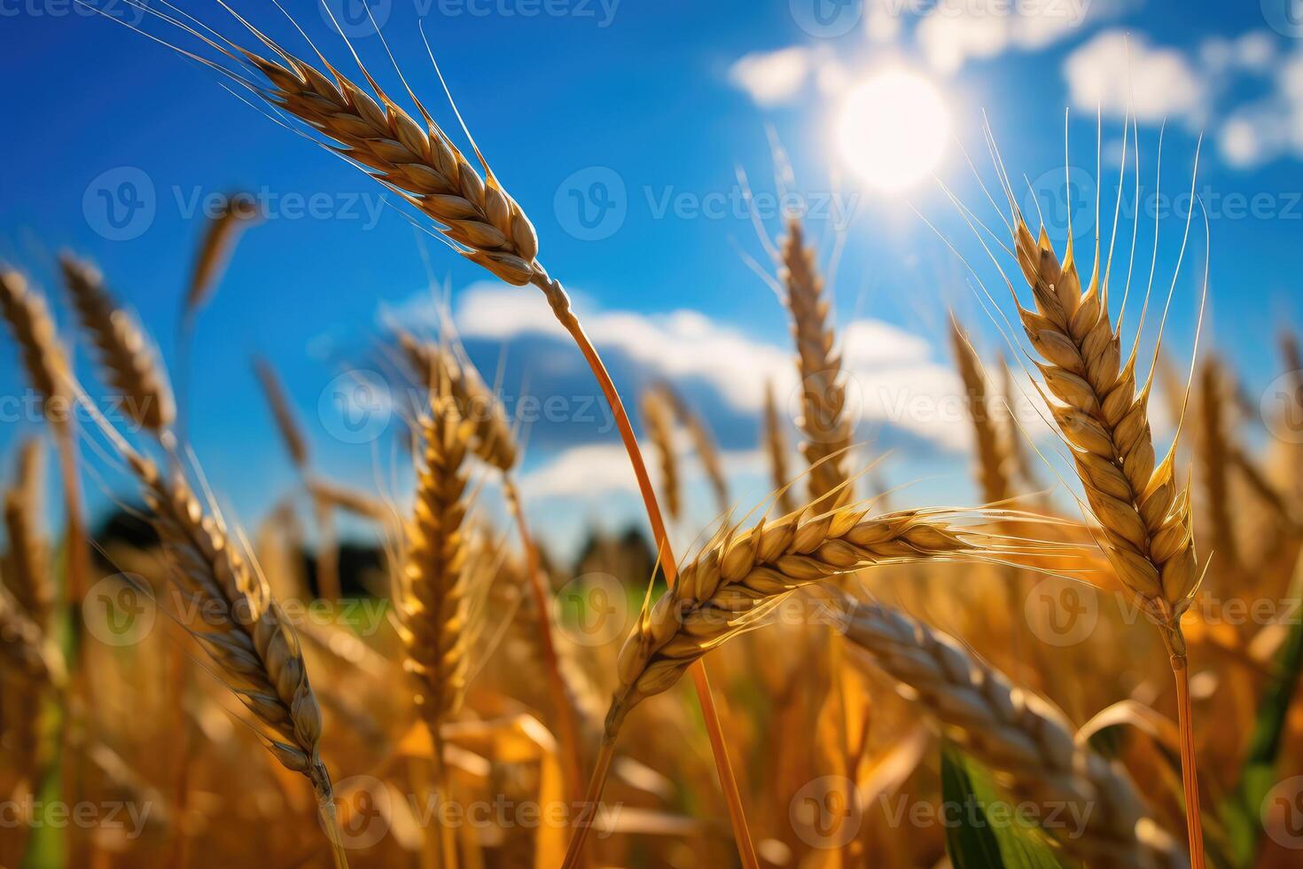 Wheat against the blue sky. technology. photo