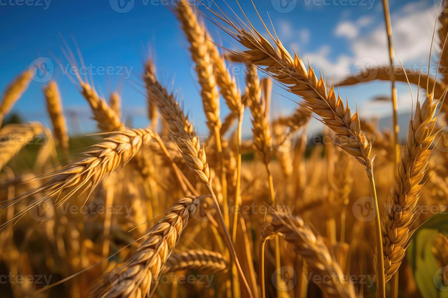Wheat against the blue sky. technology. photo