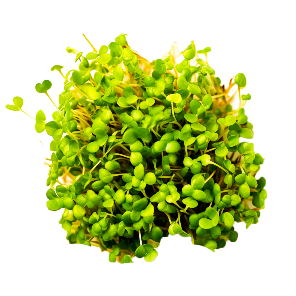 Herb Garden cress Mustard plant Watercress, mini plant Generative Ai png