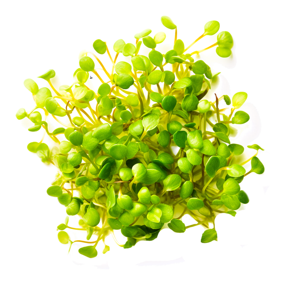 Herb Garden cress Mustard plant Watercress Generative Ai png