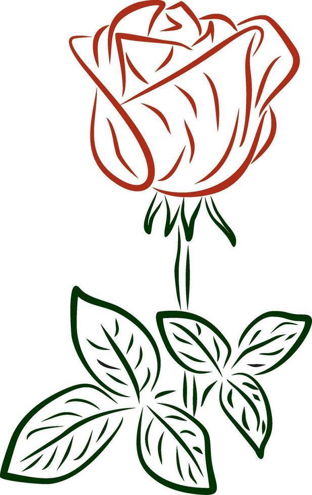 Vector red drawn rose. Line drawing of a flower. The stem and leaves of the plant.