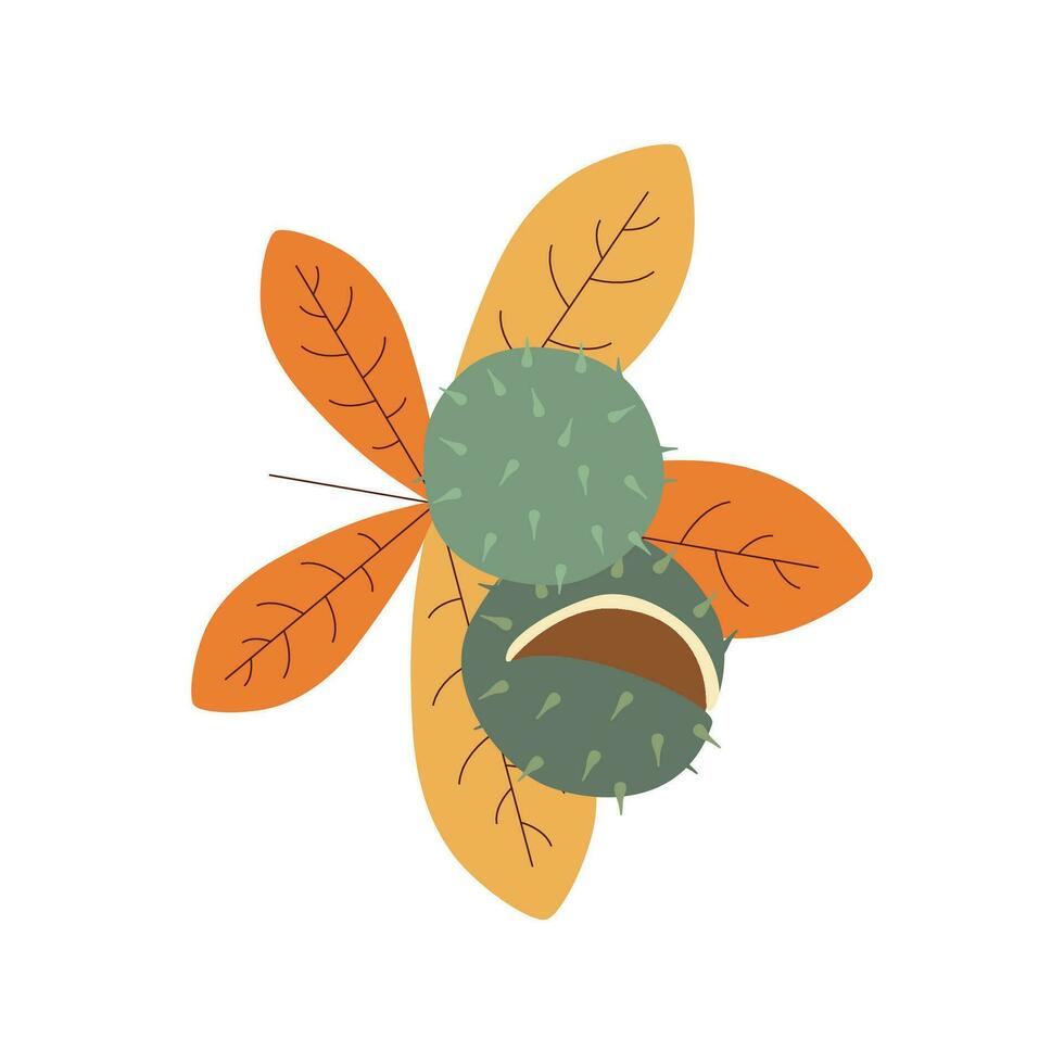 Chestnut. Hello autumn. Autumn season element, icon. vector