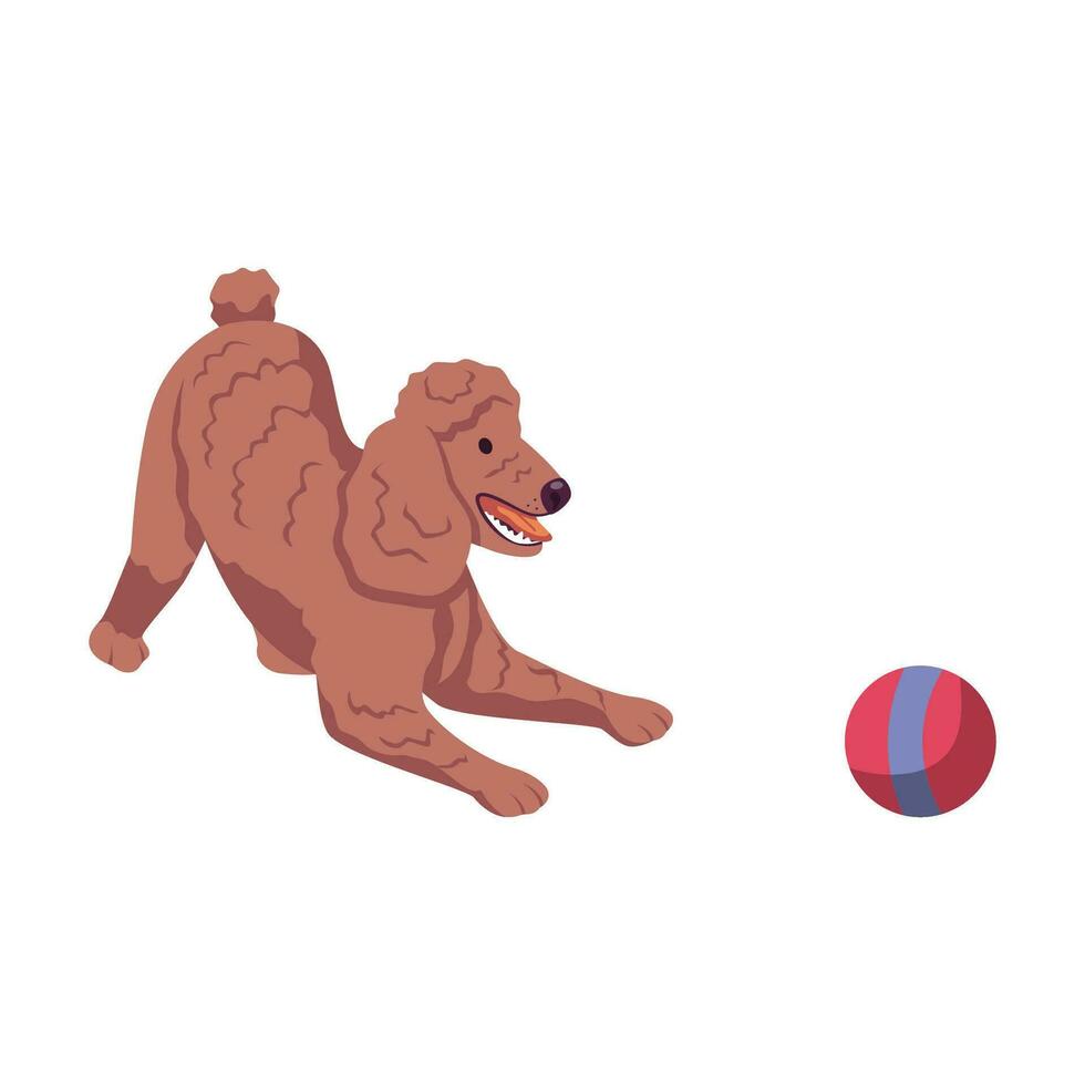 Adorable brown poodle breed playing with pink ball. vector