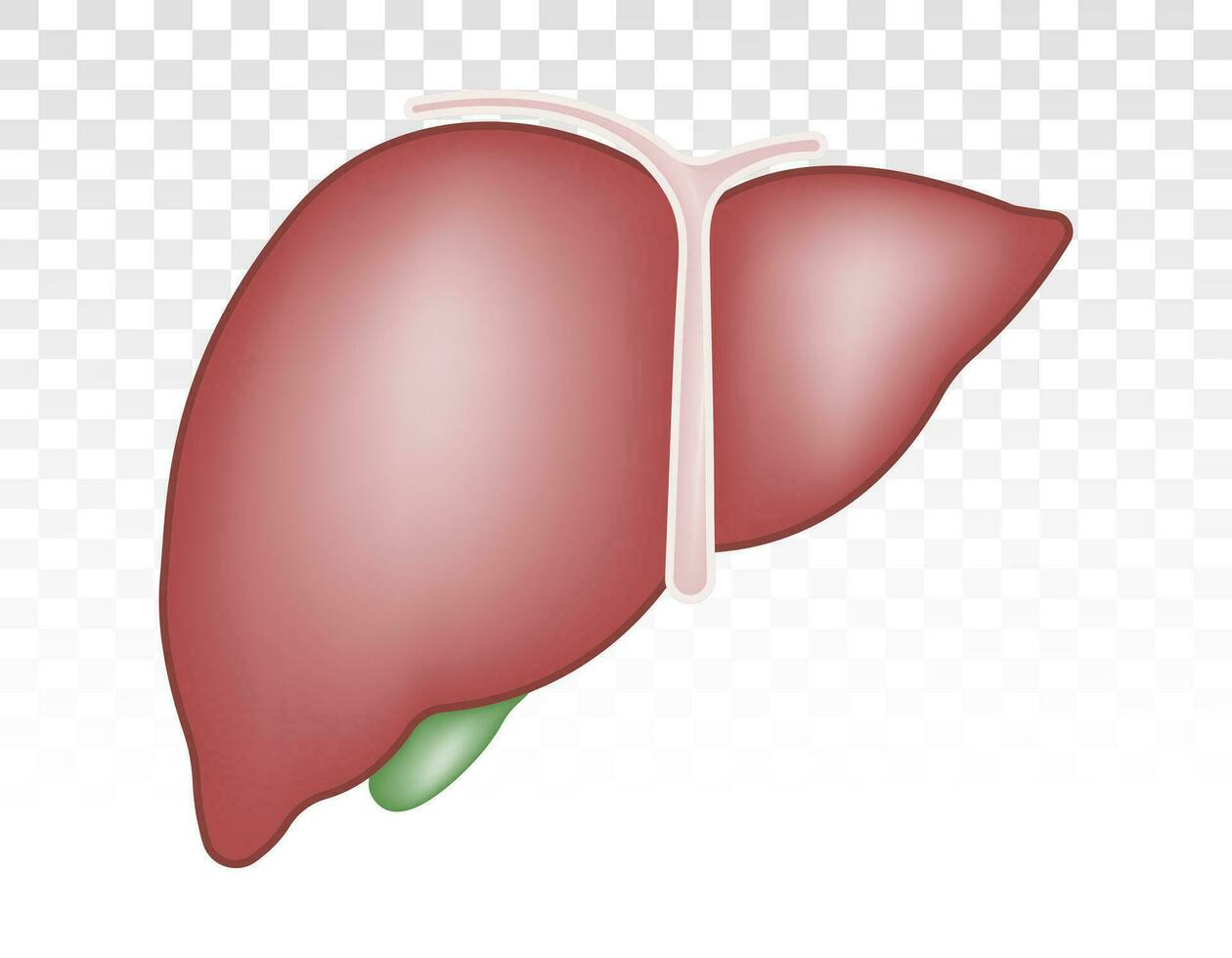 Human liver anatomy with gallbladder flat colours icon for apps and websites vector