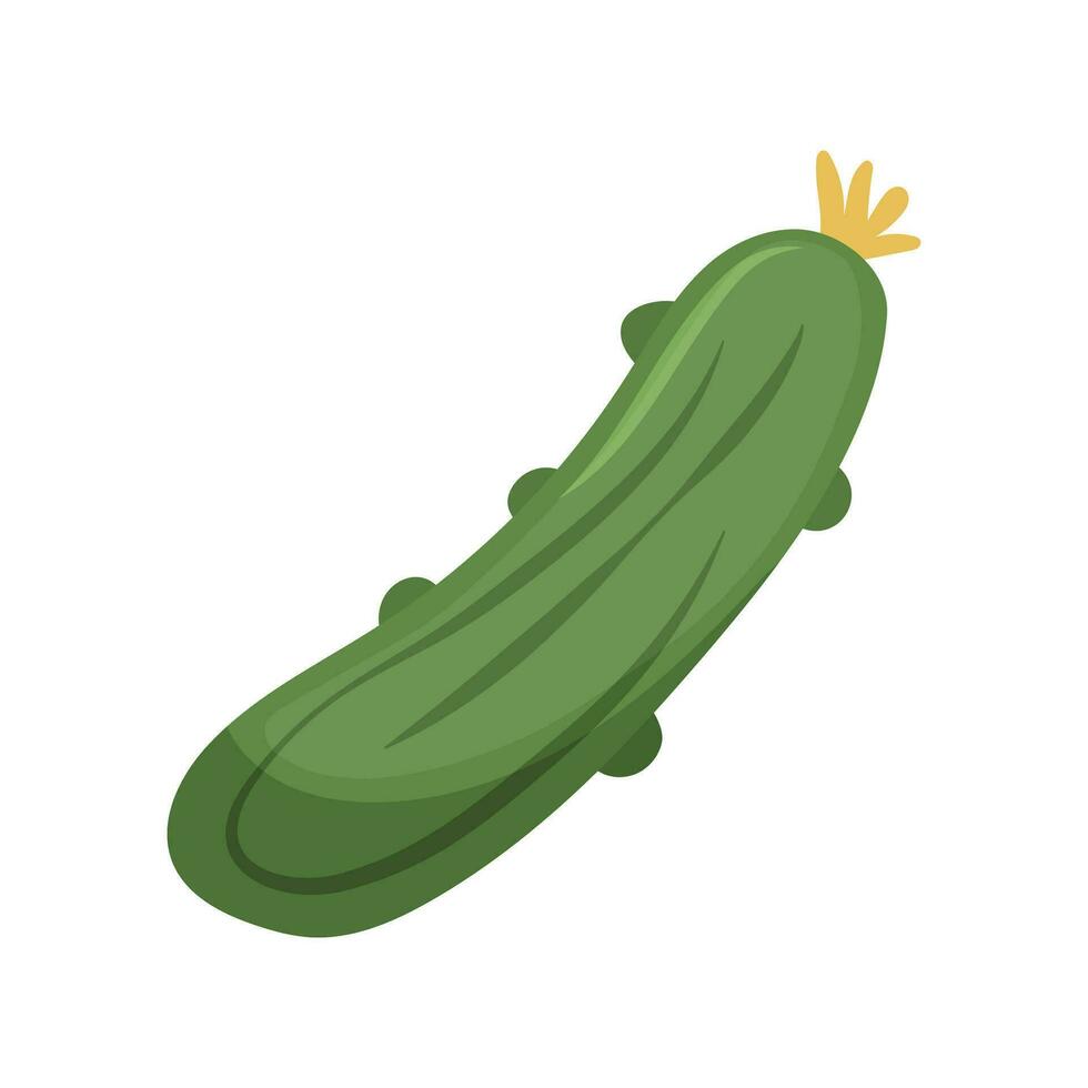 Green fresh cucumber. Farm vegetables. Flat vector illustration isolated on white background.