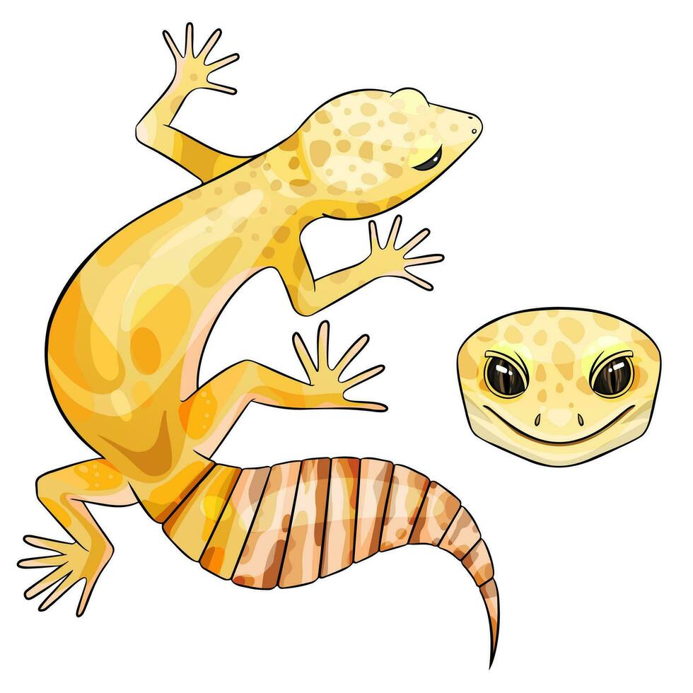 Vector illustration of an eublepharis Leopard gecko Rainwater Albino