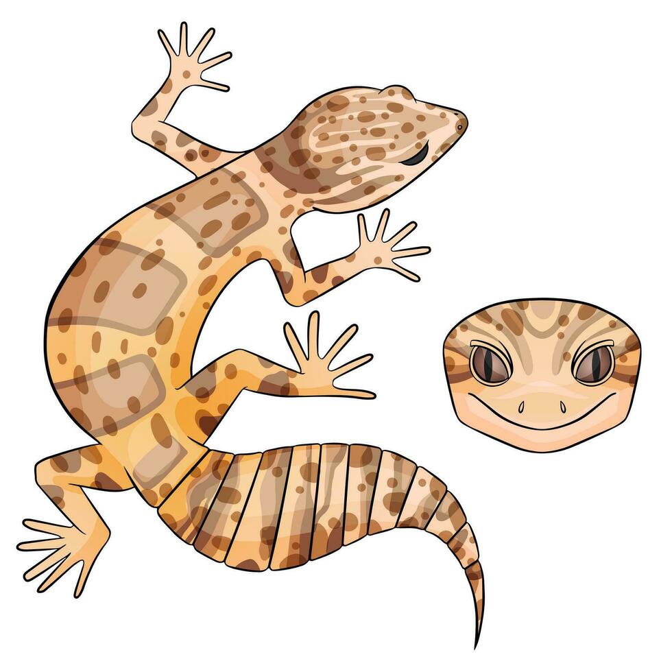 Vector illustration of an eublepharis Leopard gecko Bell Albino