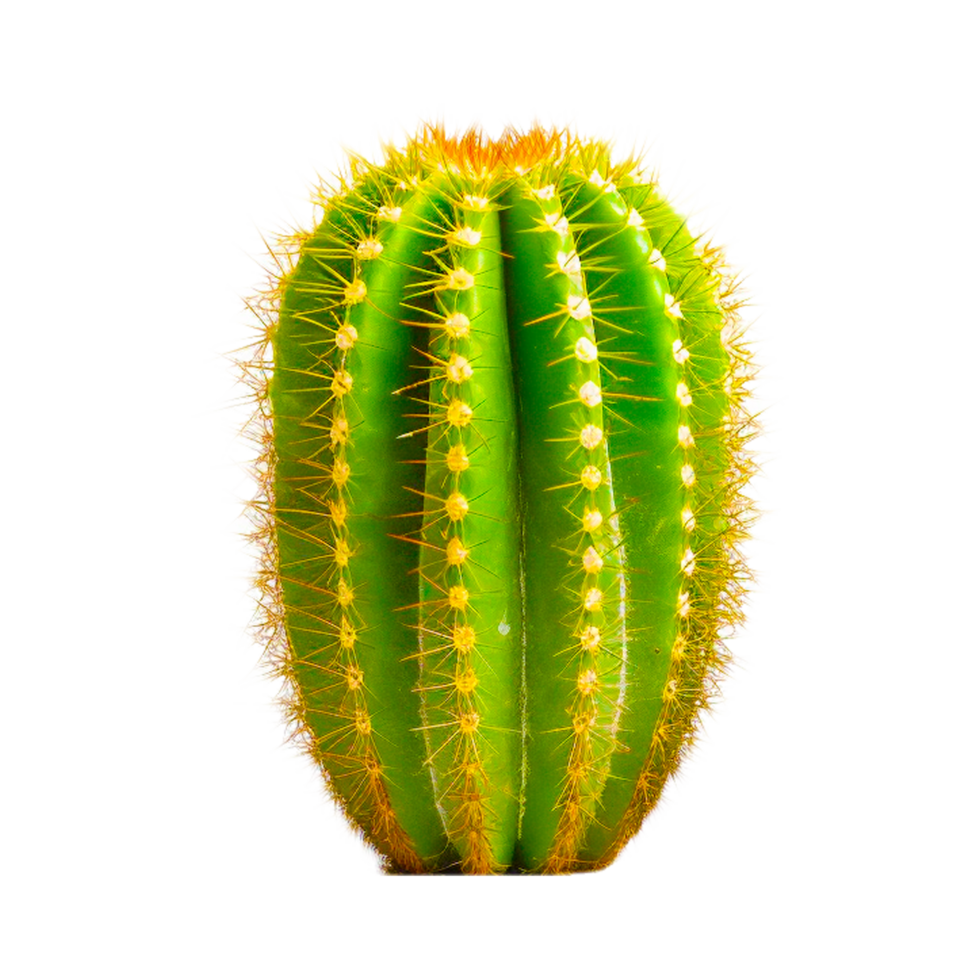 Barrel cactus aesthetic 26757280 PNG