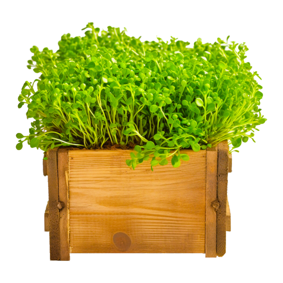 Herb Garden cress Chives Sprouting Dill ai generative png
