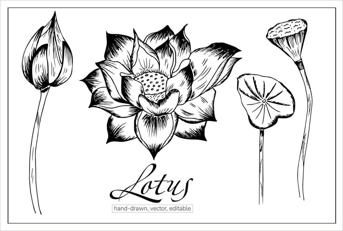 Hand drawn lotus flowers and leaves. Vector sketch floral botany collection in graphic black and white style.