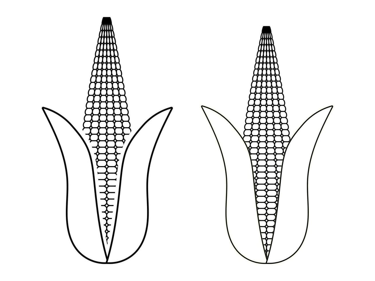 Ear of corn or maize line art on a transparent background vector