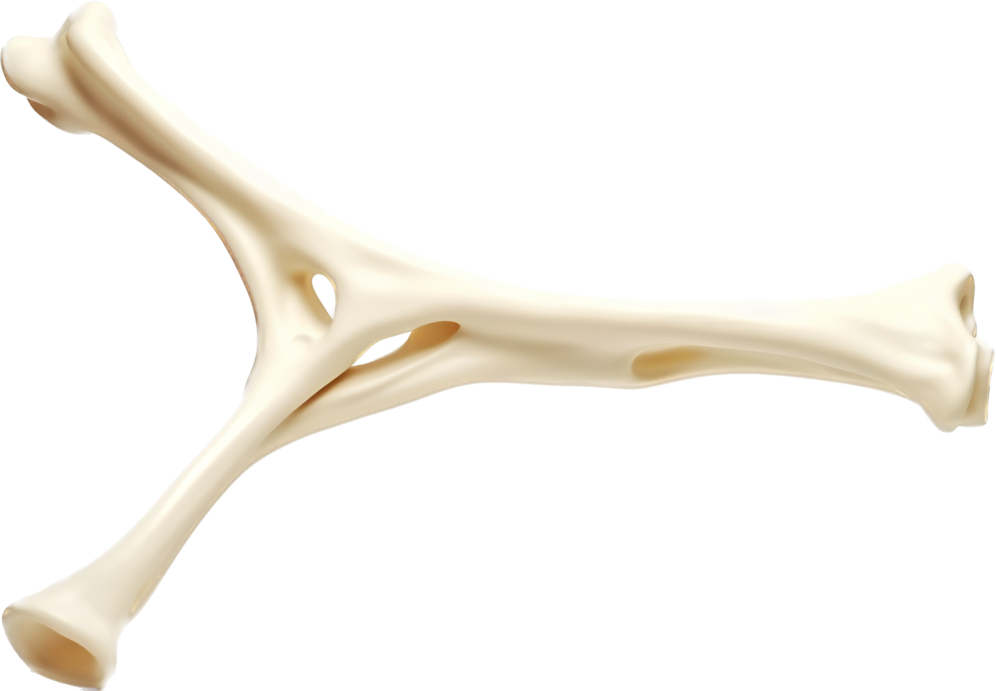 Bone with . png