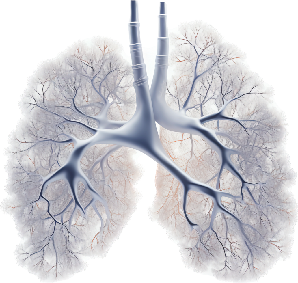 Lung with . png
