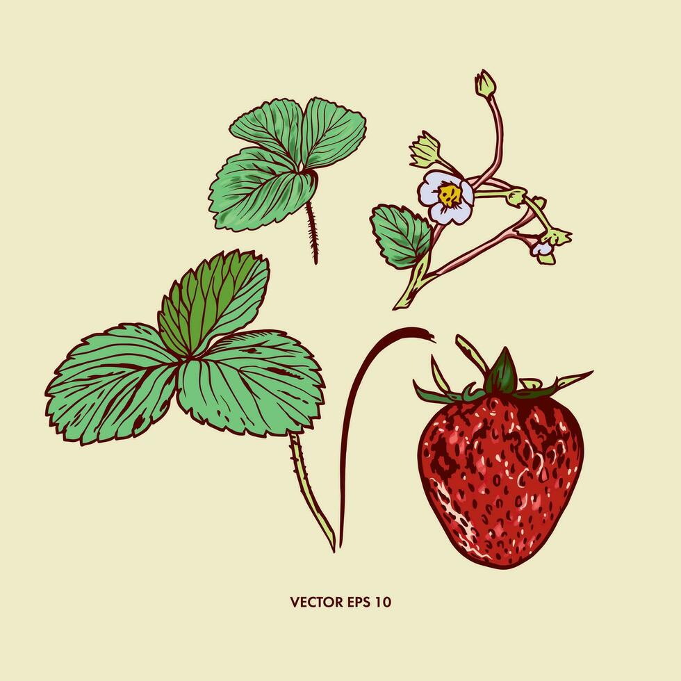 Red strawberries, flowers and green leaves of strawberries. Berry vector illustration. Design element for wrapping paper, textiles, covers, cards, invitations, summer banners.