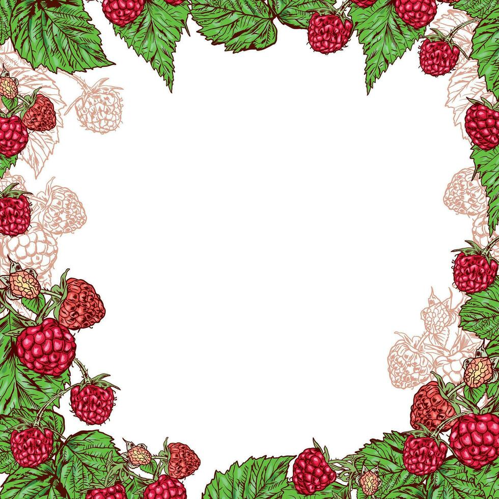Red raspberry, raspberry branch, green raspberry leaves. Vector illustration of a frame with berries. Design element for greeting cards, invitations, summer banners.