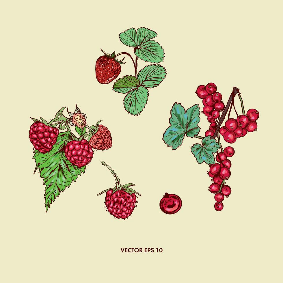Berries set. Strawberries, red currants, raspberries. Berries vector illustration. Design element for wrapping paper, textiles, covers, cards, invitations.