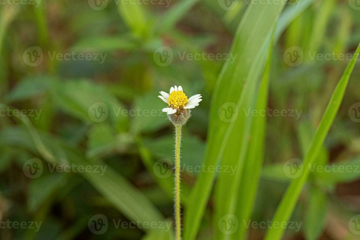 flor de la margarita de tridax foto
