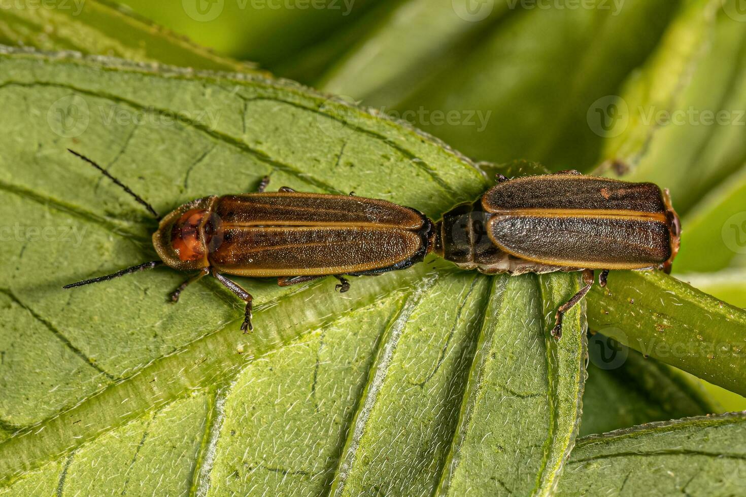 Adult Firefly Beetles photo