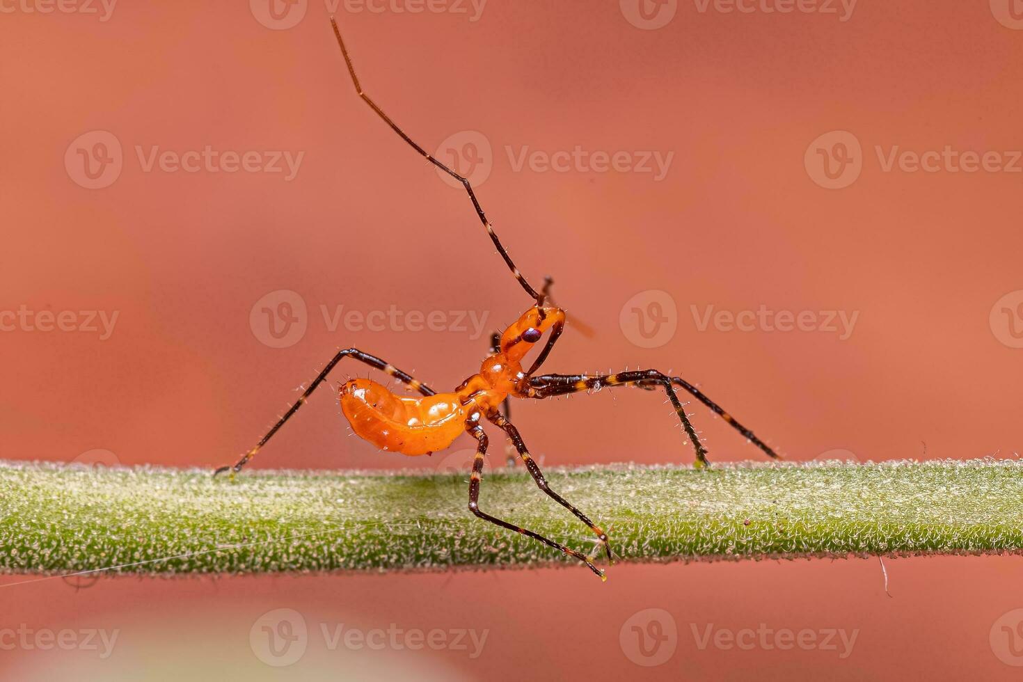 Assassin Bug Nymph photo
