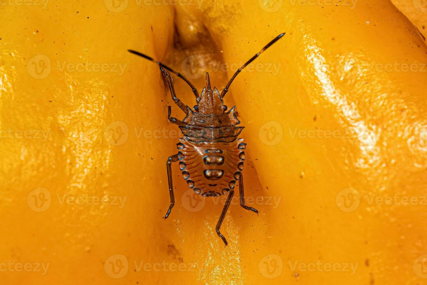 Stink bug nymph photo