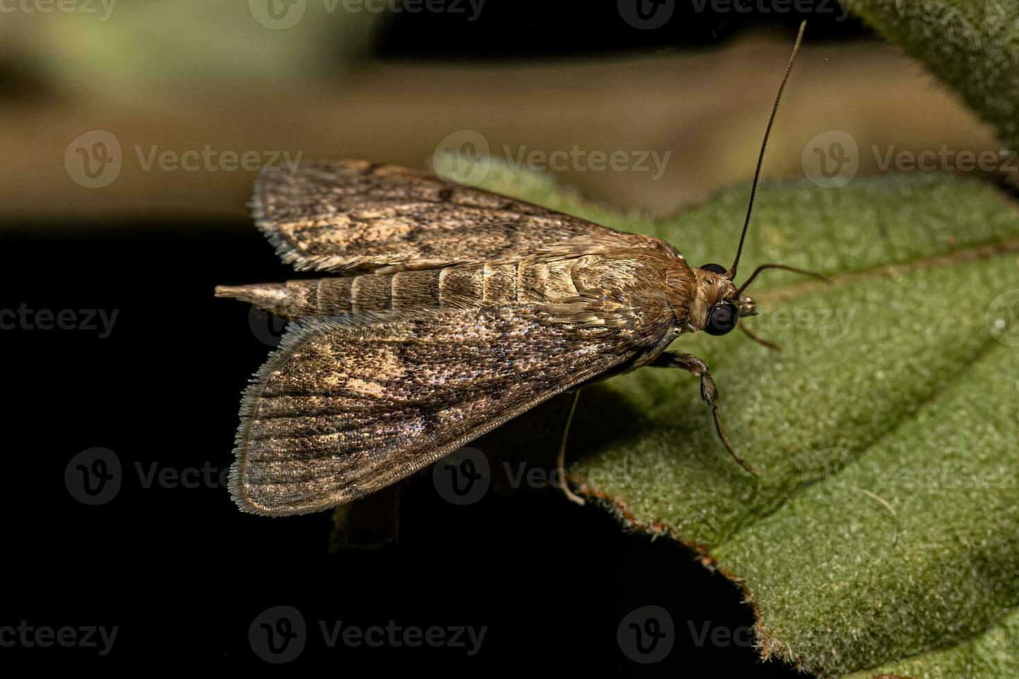 Adult Pearl Moth photo