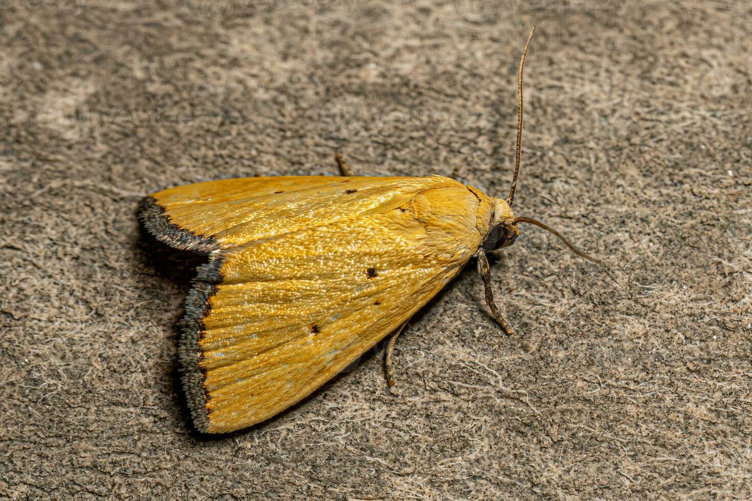 Adult Lemon Moth photo