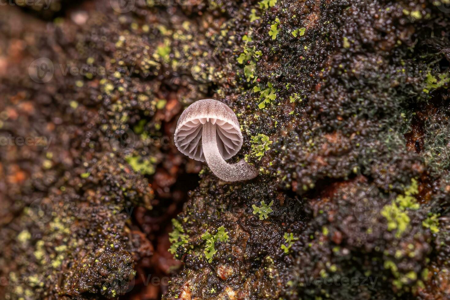 Small White Bonnet Mushroom photo