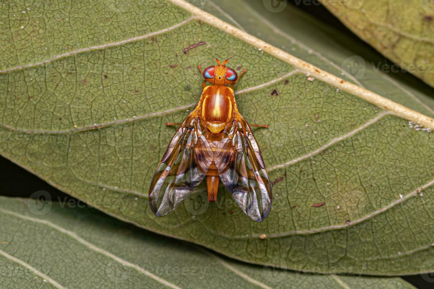 Adult Fruit Fly photo