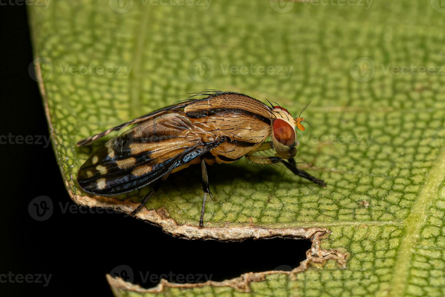 Adult Lauxaniid Fly photo