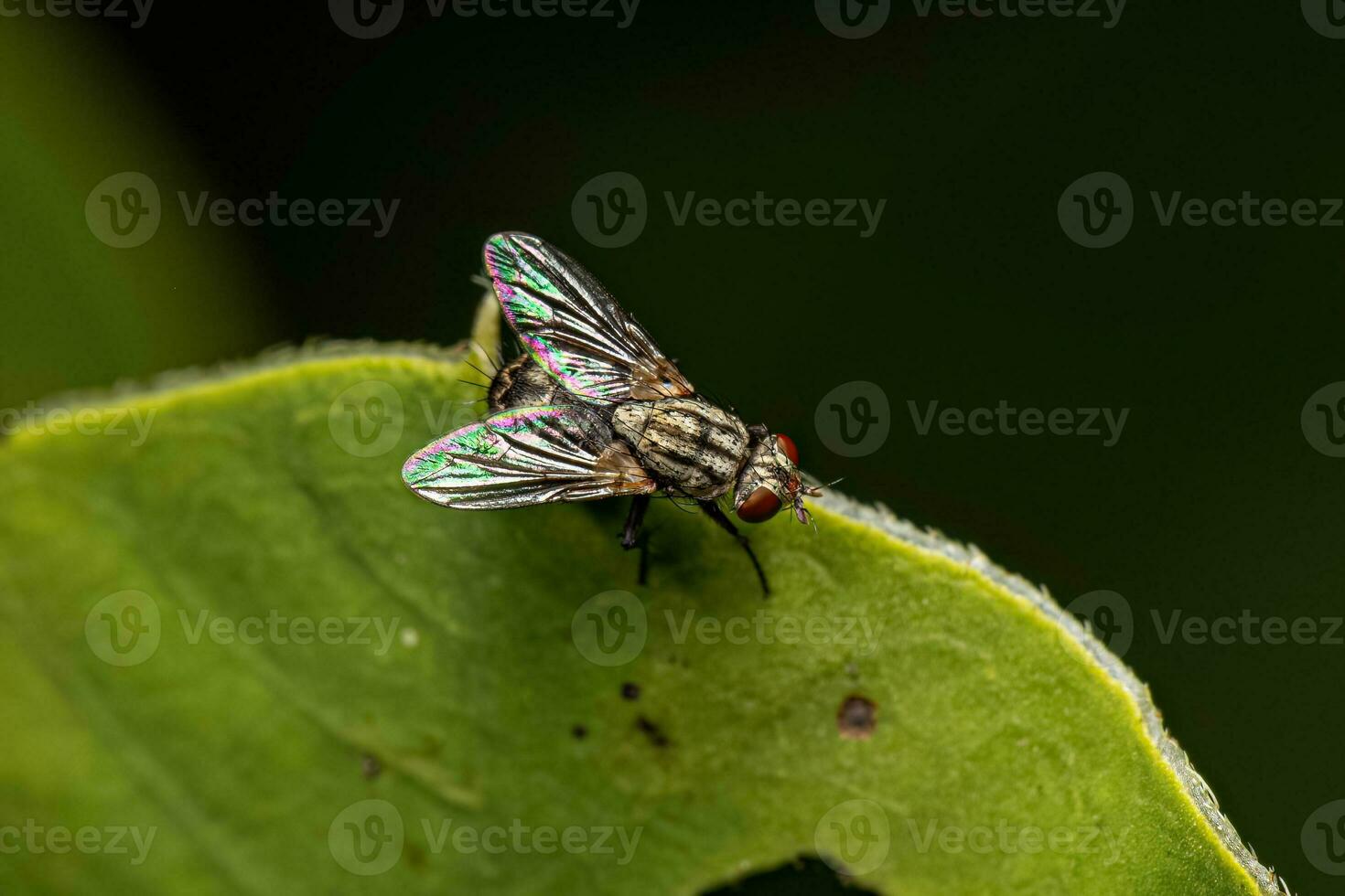 mosca de la carne adulta foto