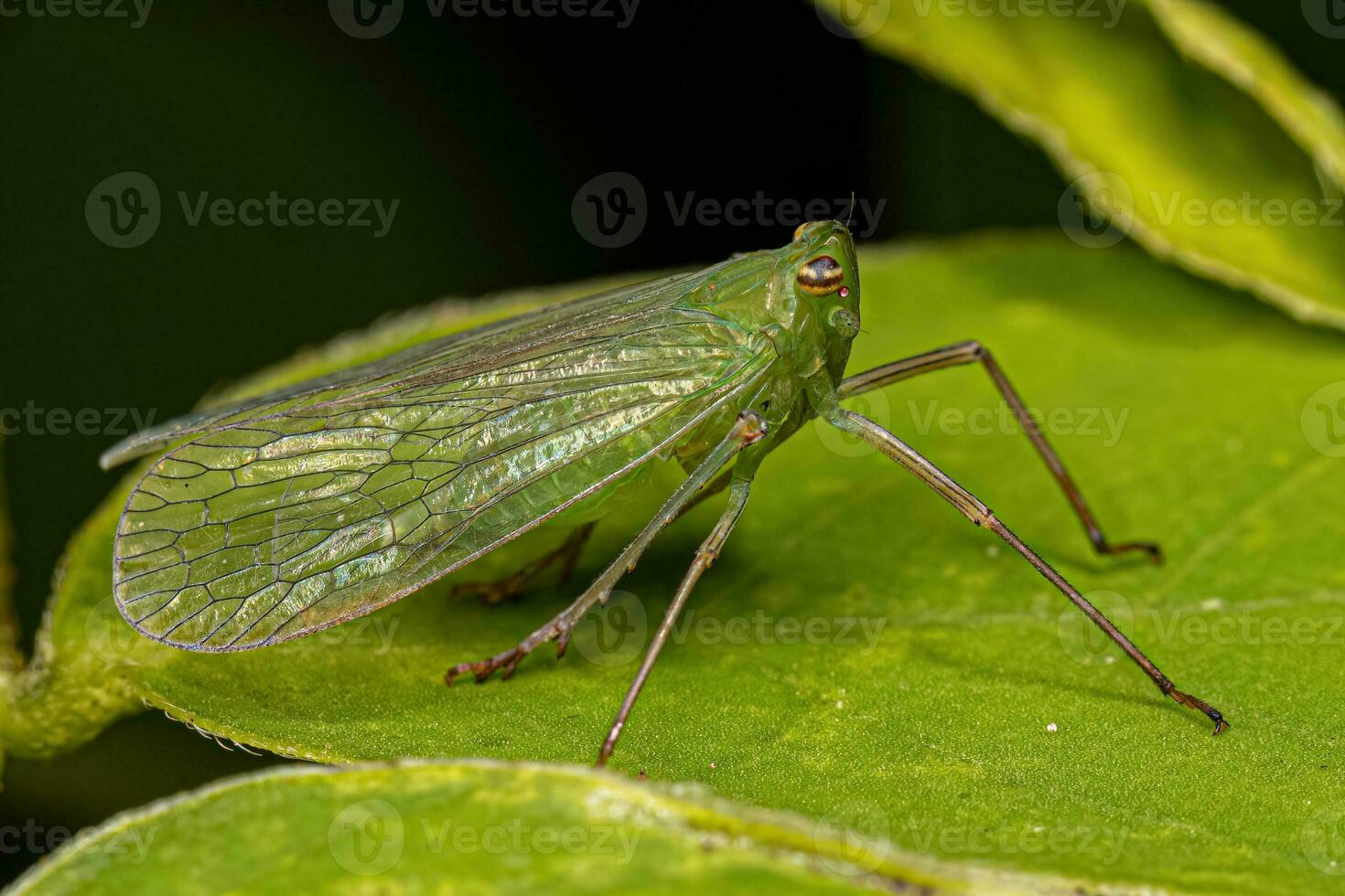 Adult Dictyopharid Planthopper Insect photo