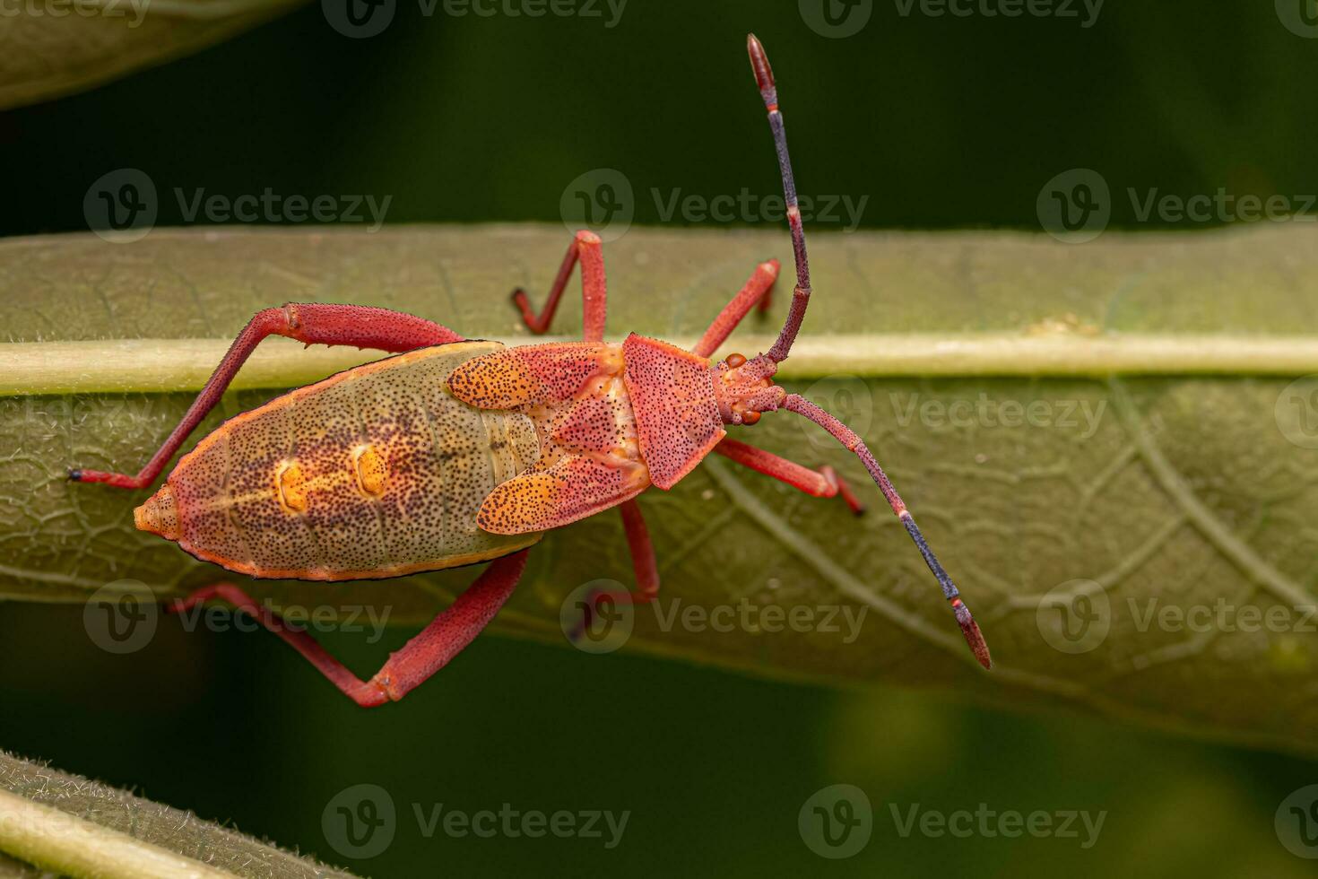 Leaf-footed Bug Nymph photo