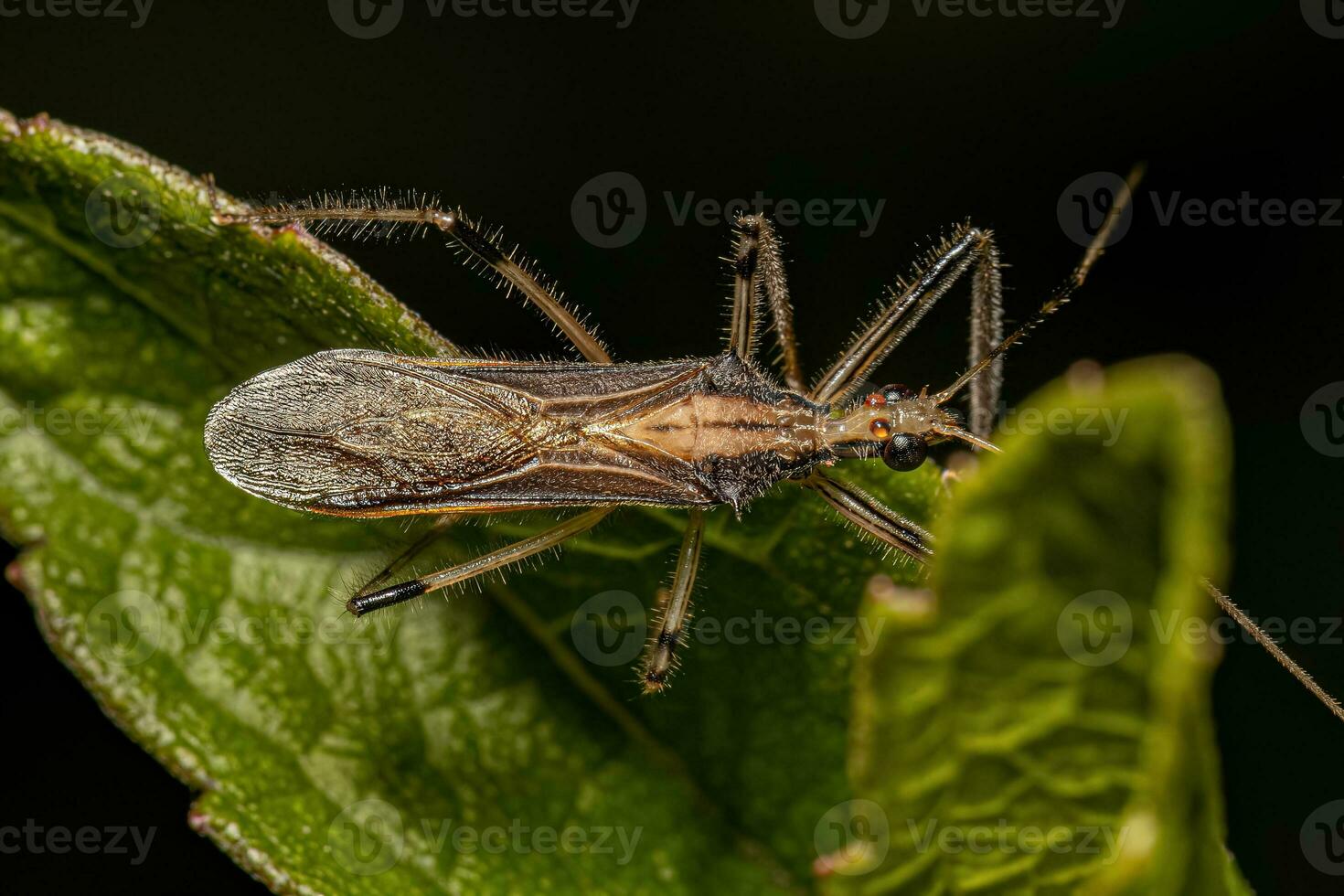 Adult Assassin Bug photo