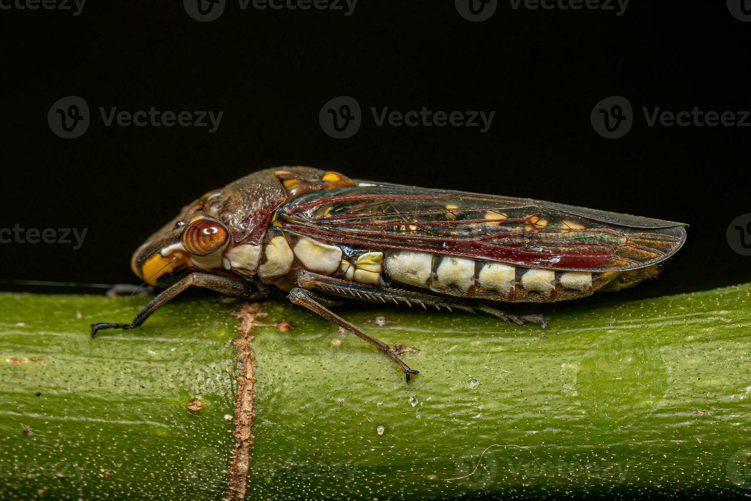 Adult Typical Leafhopper photo