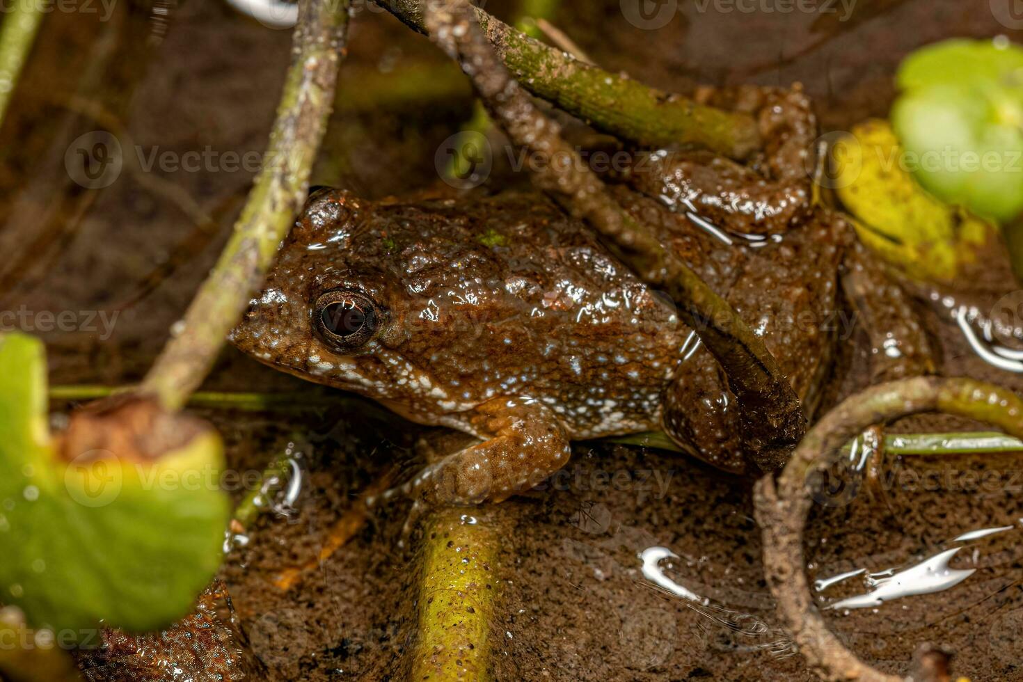 Small Southern Frog photo