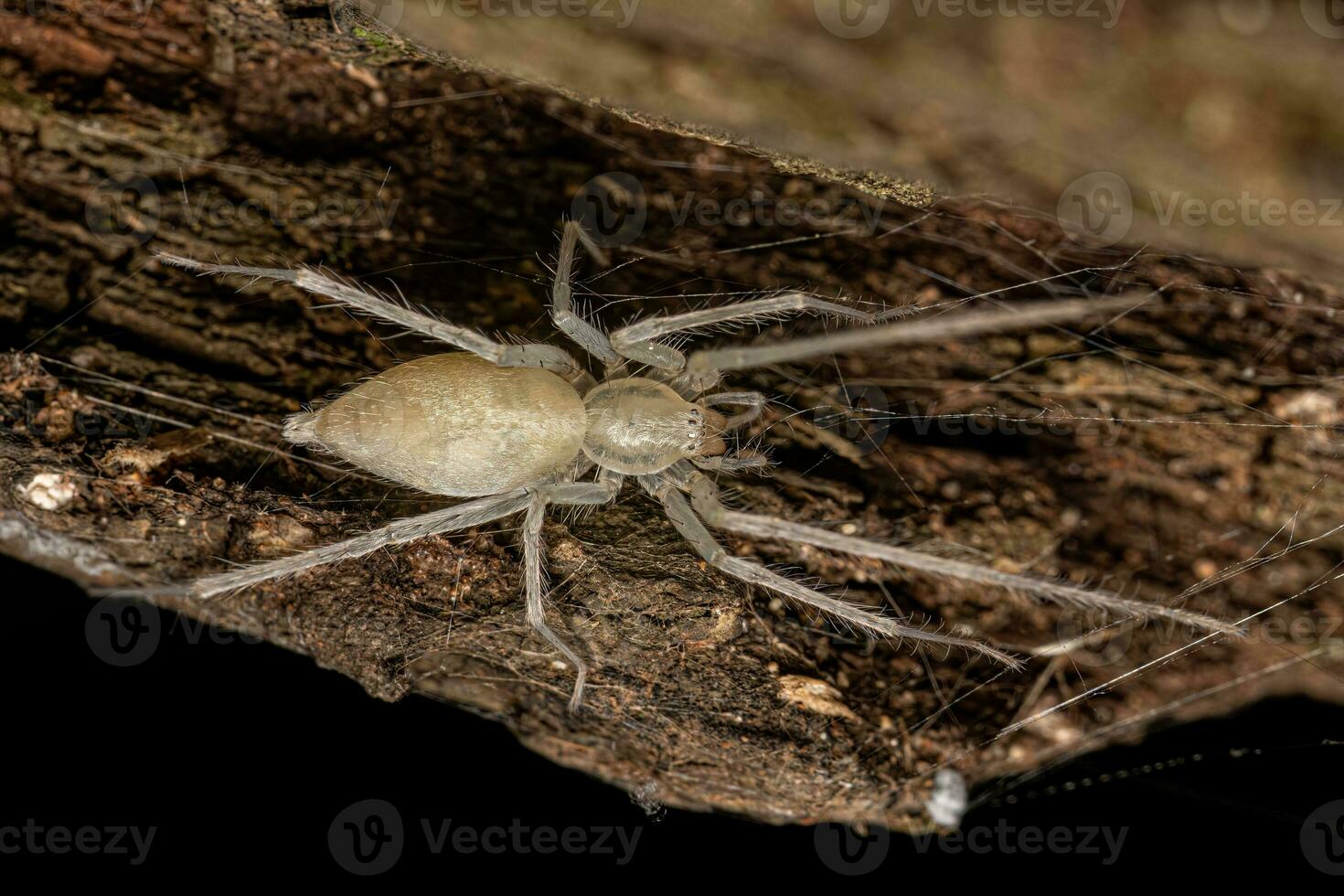 Adult Female Ghost Spider photo