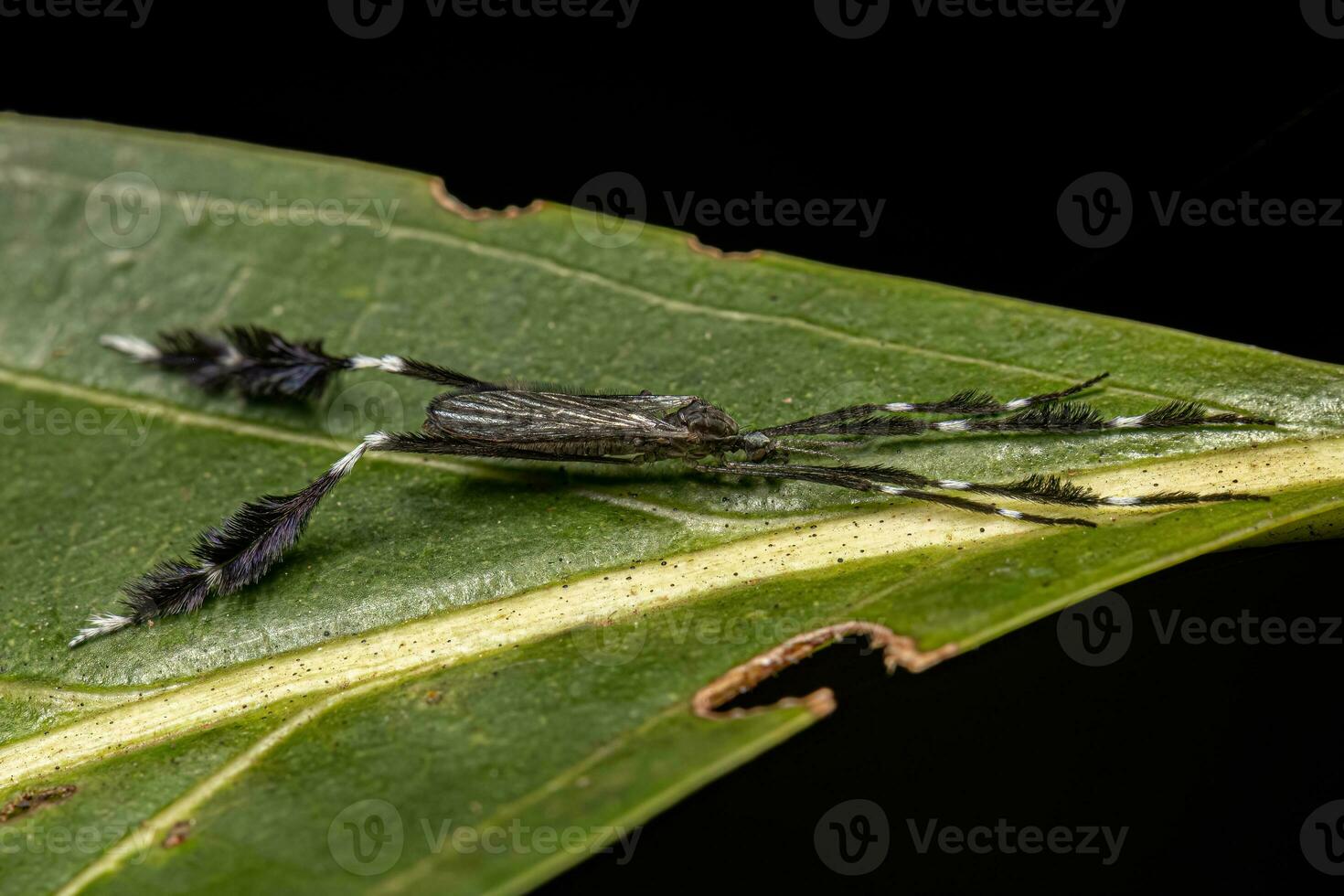 Adult Limoniid Crane Fly photo