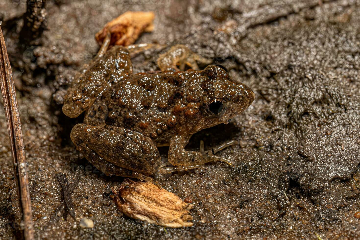 Small Southern Frog photo