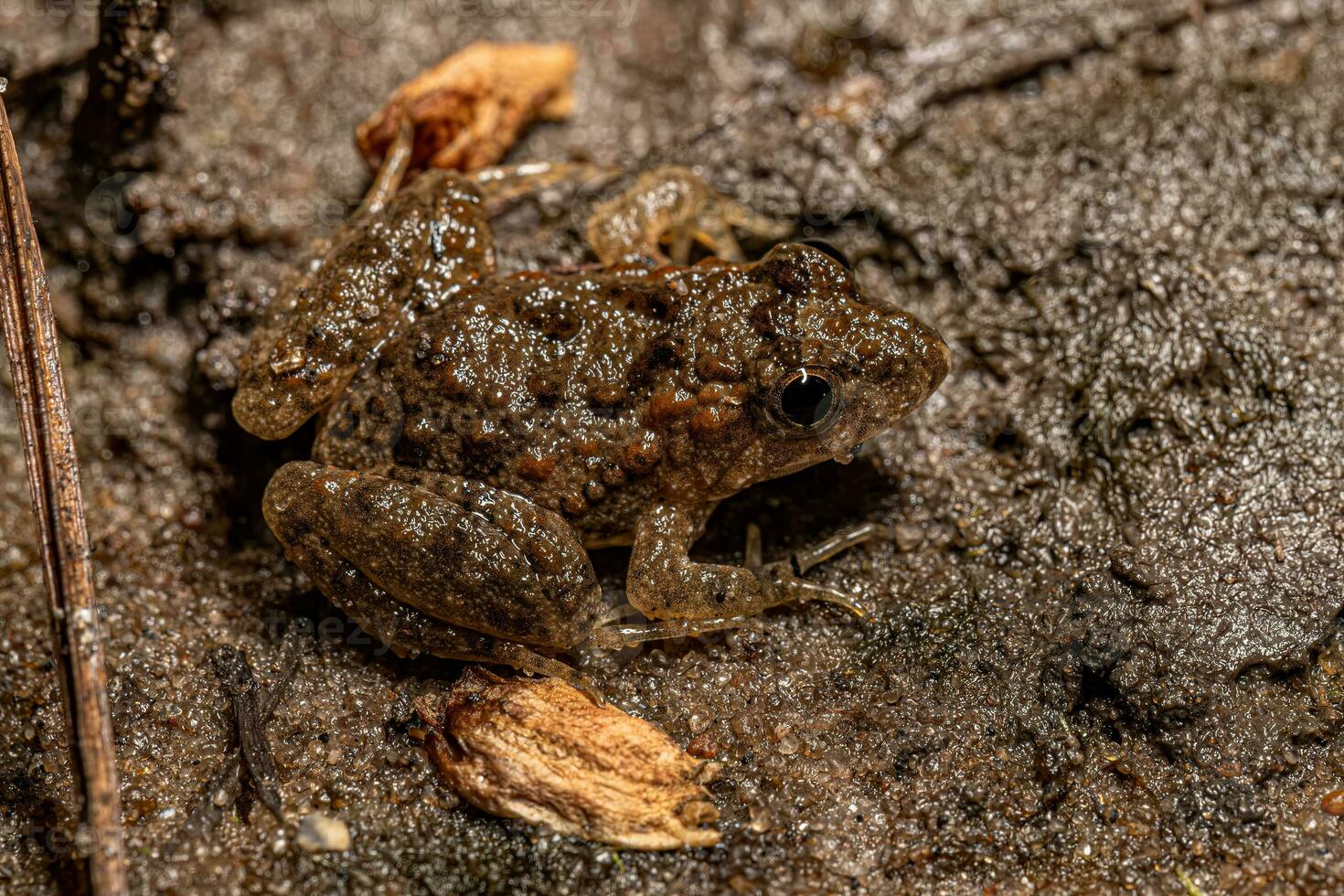 pequeño del Sur rana foto