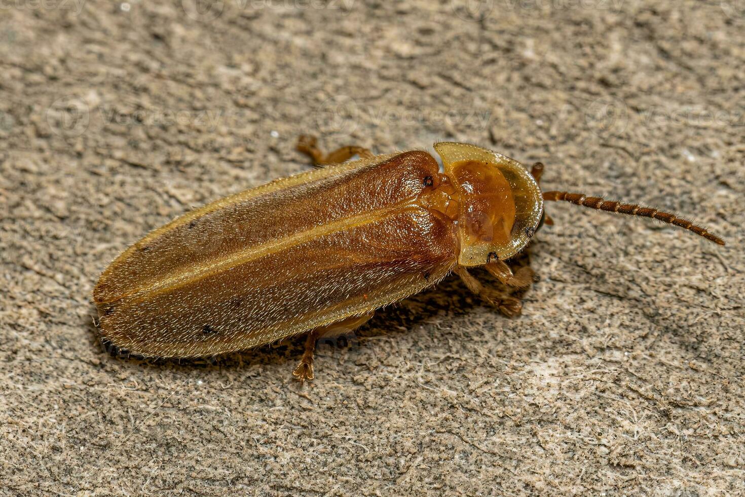 Adult Firefly Beetle photo