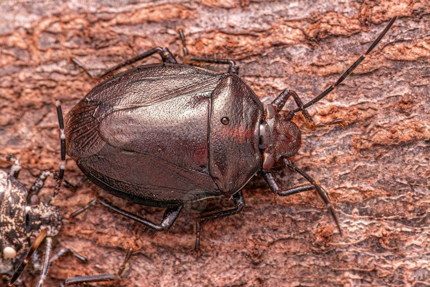 Small Stink bug photo